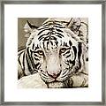 White Tiger Looking At You Framed Print