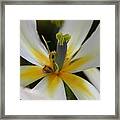 White Tulip Framed Print