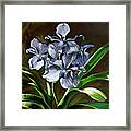 Morning Vanda Framed Print