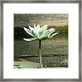 White Water Lily 2 Framed Print