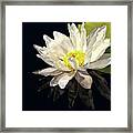 White Water Lily Reflection Framed Print