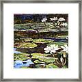 White Waterlilies In Tower Grove Park Framed Print