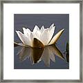 White Waterlily 2 Framed Print