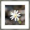 White Wildflower Framed Print