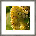 White Wine Grapes Framed Print