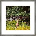 Whitetail Deer Print Framed Print