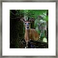 Whitetail Deer With Velvet Antlers In Woods Framed Print