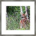 Whitetail Fawn Framed Print