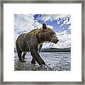 Wide Angle View Of Coastal Brown Bear Framed Print