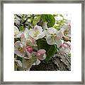 Wild Apple Blossoms Framed Print