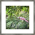 Wild Birds - Female Northern Cardinal In The Rain Framed Print