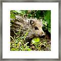 Wild Boar Baby Framed Print