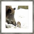 Wild Boar Mother And Baby Framed Print
