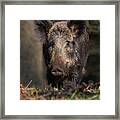 Wild Boar Sow Portrait Framed Print