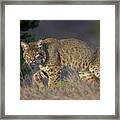 Wild Bobcat Framed Print
