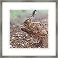 Wild Brown Hare With Eyes Closed, Having A Morning Wash 0124 Framed Print