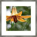 Wild Canadian Lily Framed Print