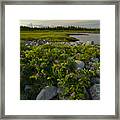 Wild Coastal Garden #2 Framed Print