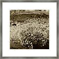 Wild Desert Flowers Blooming In Sepia Tone Framed Print