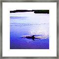 Wild Dolphin Framed Print