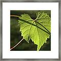 Wild Grape Leaf Framed Print