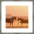 Wild Horse Glow Framed Print