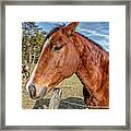Wild Horse In Smoky Mountain National Park Framed Print