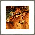 Wild Horses Framed Print
