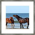 Wild Horses On Beach Framed Print