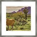 Wild In The Sonoran Framed Print