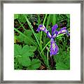 Wild Iris At Wilson Creek #2 Framed Print