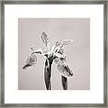 Wild Iris Black And White Print Framed Print