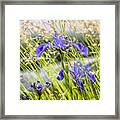 Wild Irises Framed Print
