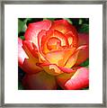 Wild Irish Rose Framed Print