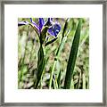 Wild Maine Iris Framed Print