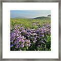 Wild Mints Galore In Glacial Park Framed Print