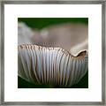 Wild Mushroom-3 Framed Print