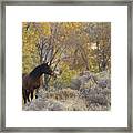 Wild Mustang Horse Framed Print