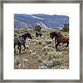 Wild Mustang Stallions Fighting Framed Print