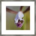 Wild Orchid Framed Print