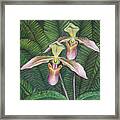 Wild Orchid Twins Framed Print