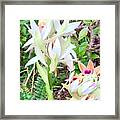 Wild Orchids In Pastel 2 Framed Print