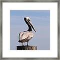 Wild Pelican Framed Print