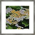 Wild Phlox In Autumn Framed Print