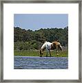 Wild Pony Grazing On Assateague Island - Maryland Framed Print