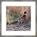 Wild Ring Neck Phesant Framed Print