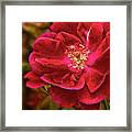 Wild Rose As Oil Framed Print