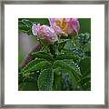 Wild Rose Buds Framed Print