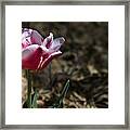 Wild Tulip Framed Print