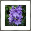 Wild Water Hyacinth Framed Print